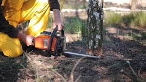 How Our Tree Care Process Works  in  Lipscom, AL